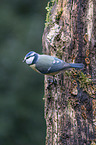 bluetit