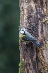 bluetit