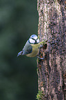 bluetit