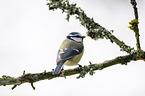bluetit