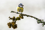 bluetit