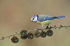 bluetit