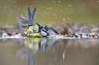bluetit