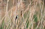 bluetit