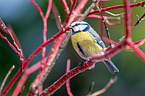 bluetit