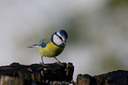 bluetit