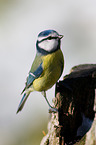 bluetit