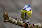 bluetit