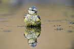 Bluetit