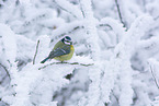blue tit