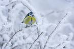 blue tit