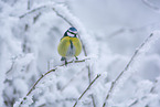 blue tit