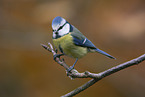 blue tit