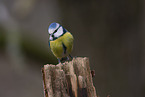 blue tit