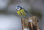 blue tit