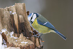 blue tit