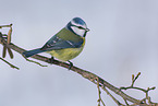 blue tit