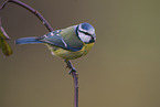 blue tit