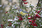 blue tit