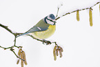 blue tit