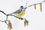 blue tit