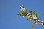 blue tit