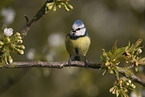blue tit