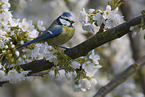 blue tit