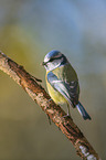 bluetit