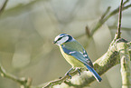 bluetit
