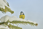 bluetit
