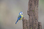 bluetit