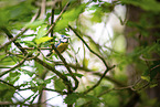 bluetit