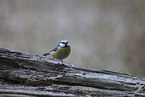 Eurasian blue tit