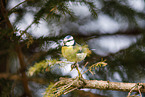 bluetit