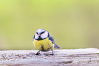 bluetit