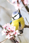 bluetit