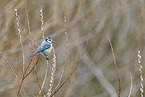 blue tit