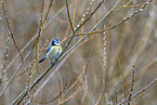 blue tit