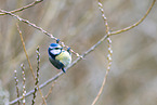 blue tit