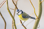 blue tit