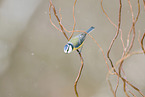 blue tit