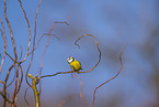 blue tit