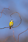 blue tit