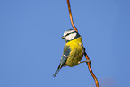 blue tit