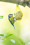 blue tit
