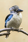 blue-winged kookaburra