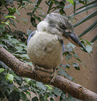 blue-winged kookaburra