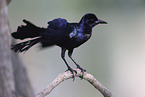 boat-tailed grackle
