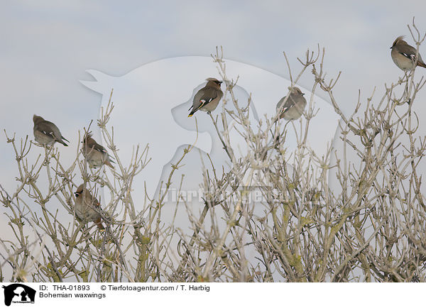 Bohemian waxwings / THA-01893